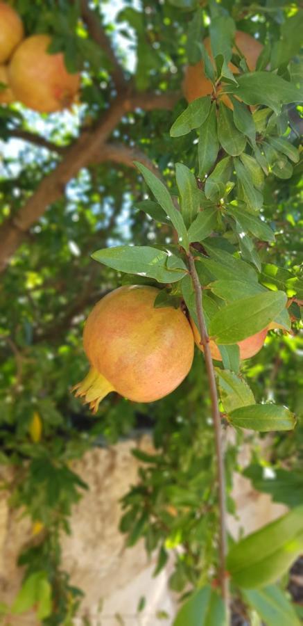 Finca Sa Cova De Mallorca Sencelles Luaran gambar