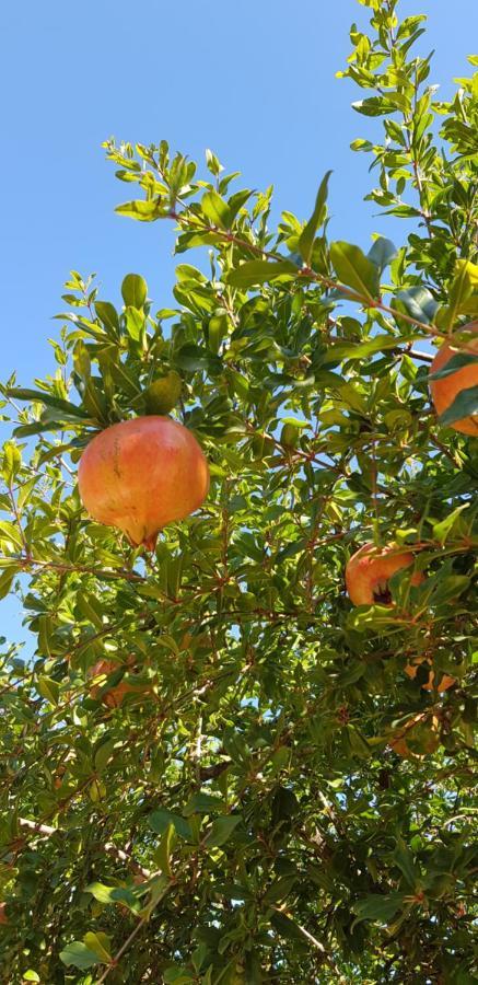 Finca Sa Cova De Mallorca Sencelles Luaran gambar