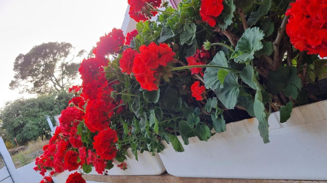 Finca Sa Cova De Mallorca Sencelles Luaran gambar