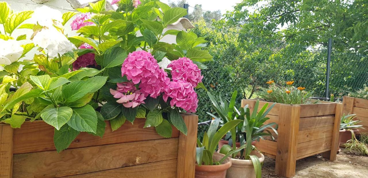 Finca Sa Cova De Mallorca Sencelles Luaran gambar
