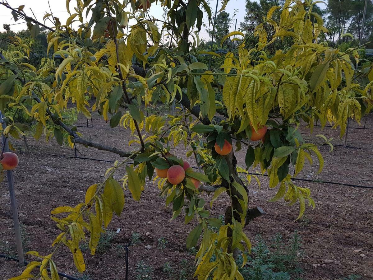 Finca Sa Cova De Mallorca Sencelles Luaran gambar