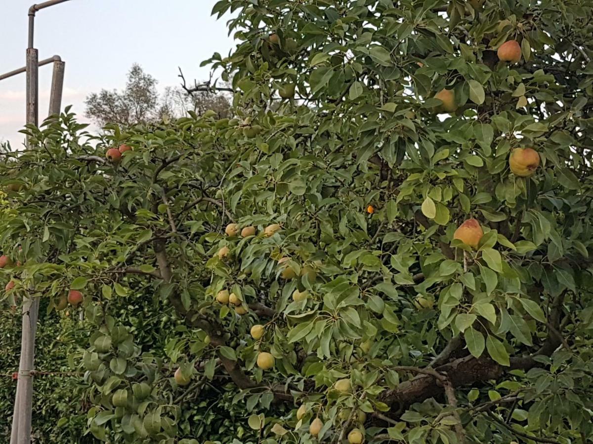 Finca Sa Cova De Mallorca Sencelles Luaran gambar