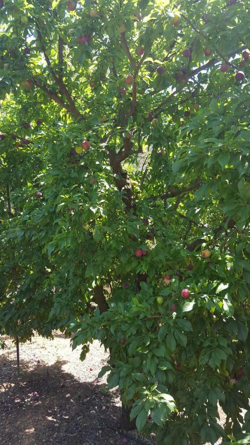 Finca Sa Cova De Mallorca Sencelles Luaran gambar