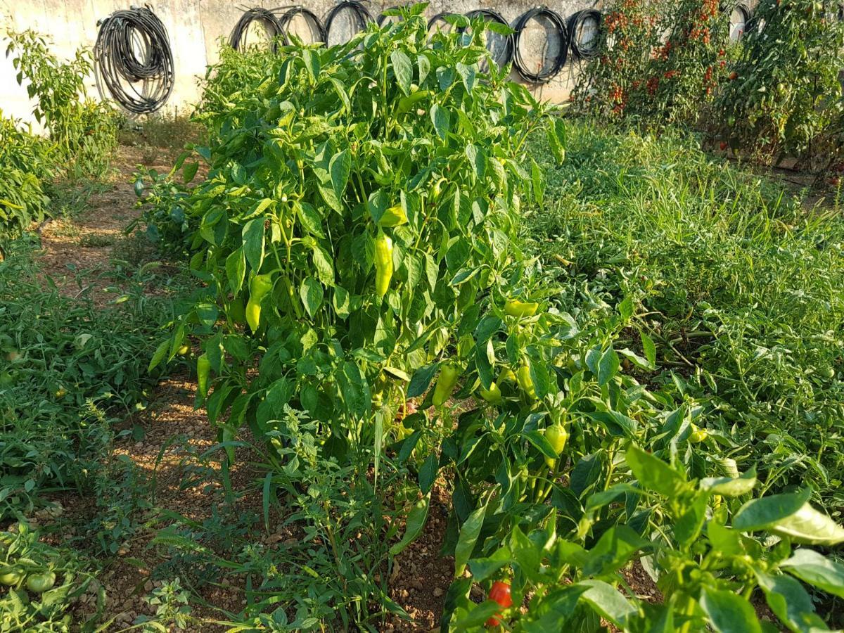 Finca Sa Cova De Mallorca Sencelles Luaran gambar