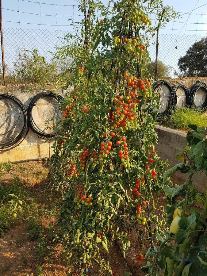 Finca Sa Cova De Mallorca Sencelles Luaran gambar