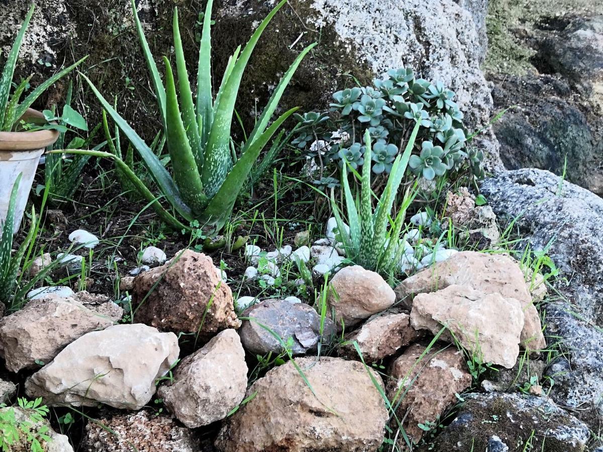 Finca Sa Cova De Mallorca Sencelles Luaran gambar